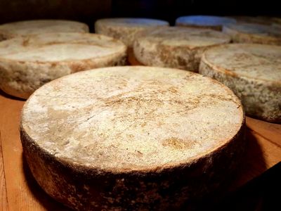 Grosse Tomme de Montagne au lait cru 6kg, vendu en gros par Auclair Négoce