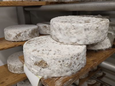Tomme Fermière lait cru échalottes 1,7kg, vendu en gros par Auclair Négoce