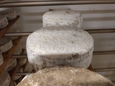 Tomme Fermière lait cru 1,7kg, vendu en gros par Auclair Négoce